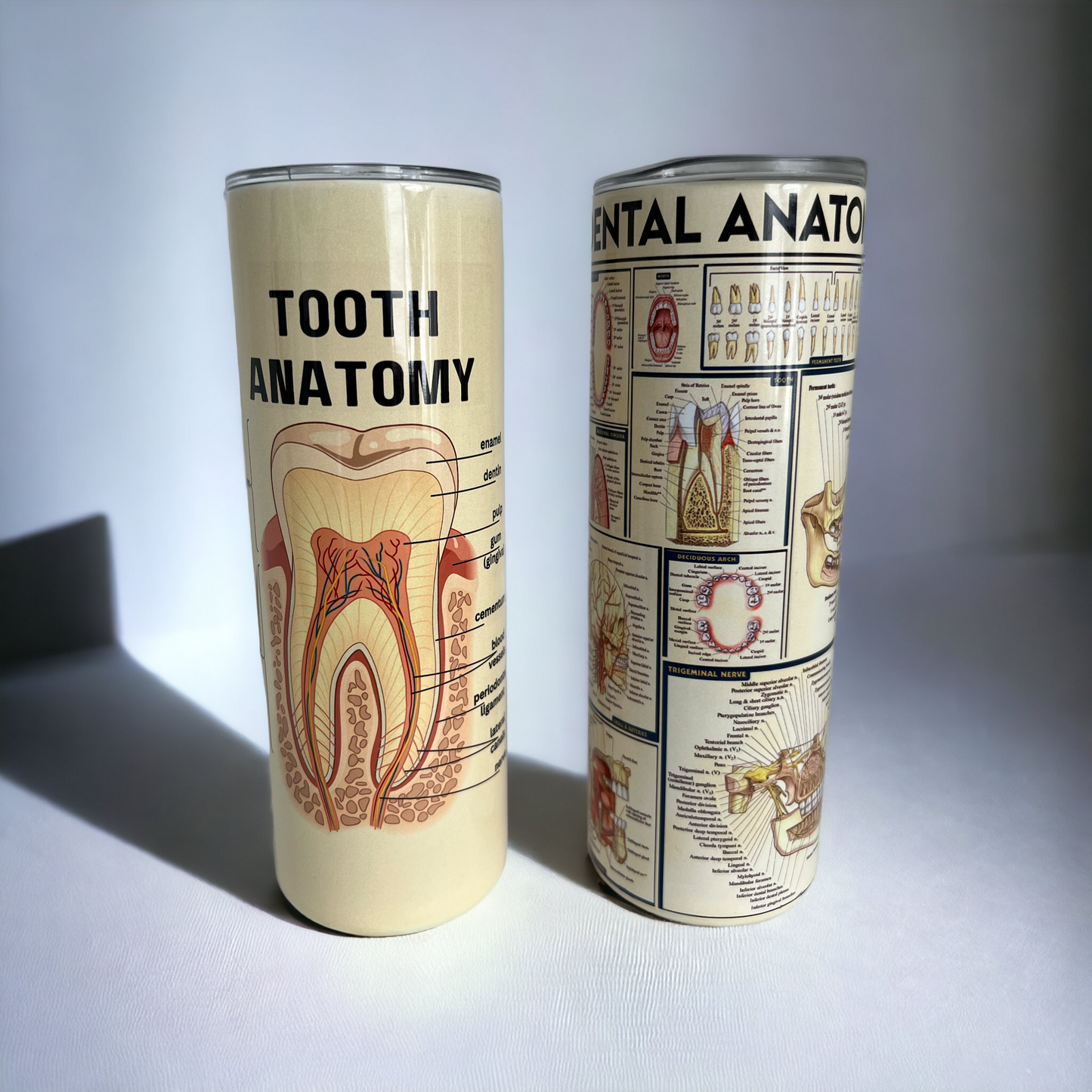 Dental Anatomy Vintage Look Tumbler - Dental Crazed