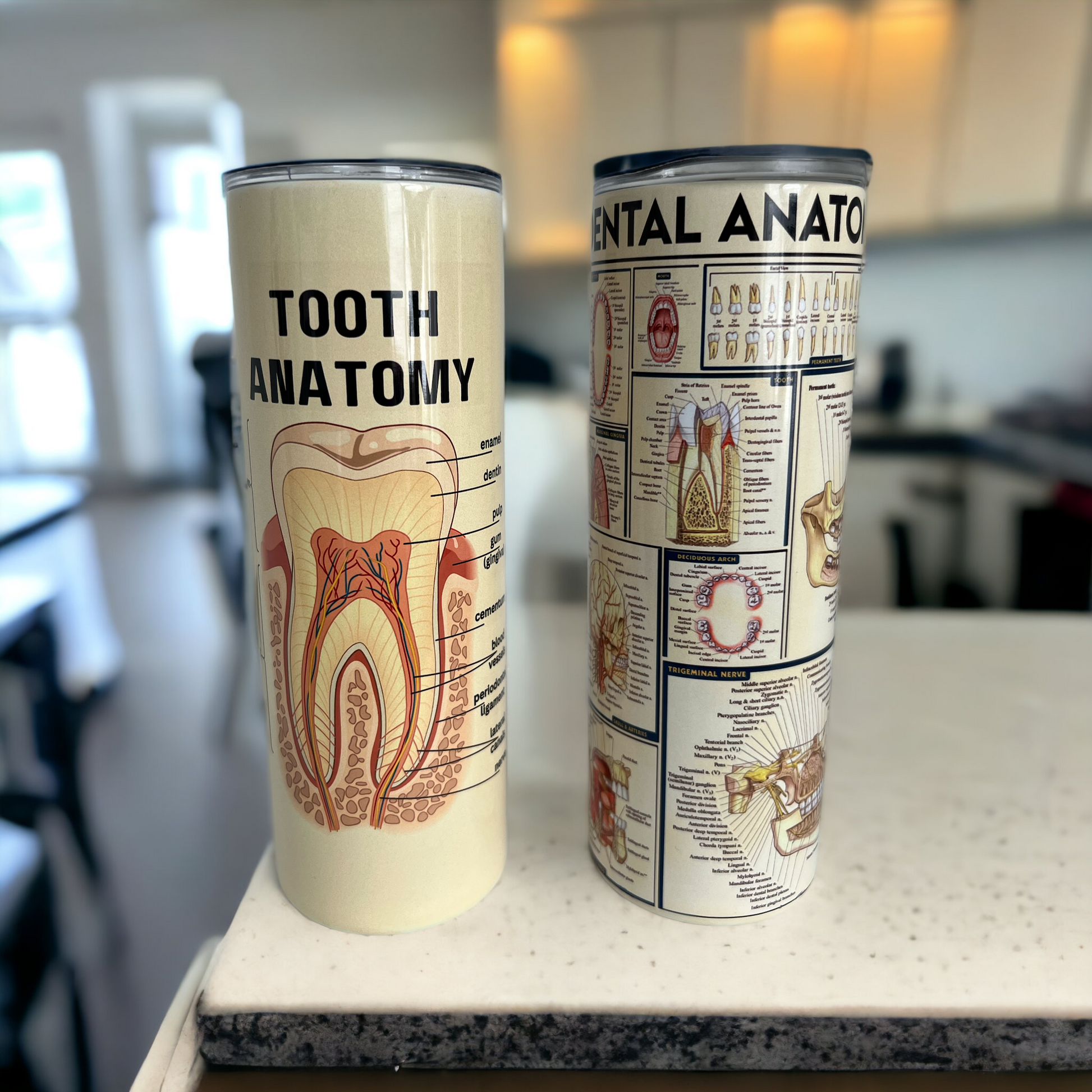 Dental Anatomy Vintage Look Tumbler - Dental Crazed