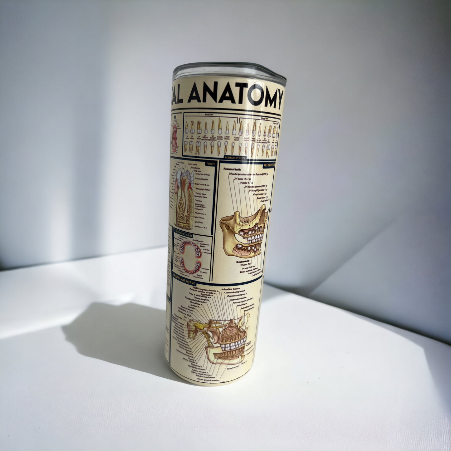 Dental Anatomy Vintage Look Tumbler - Dental Crazed