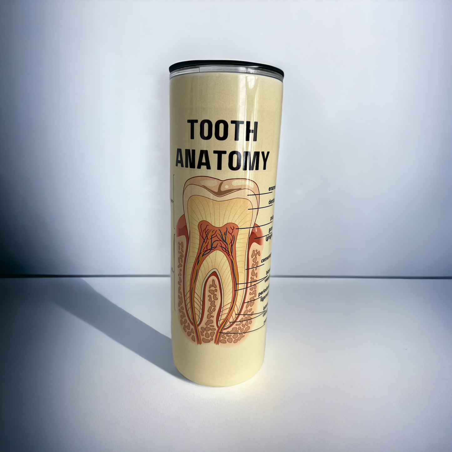 Dental Anatomy Vintage Look Tumbler - Dental Crazed